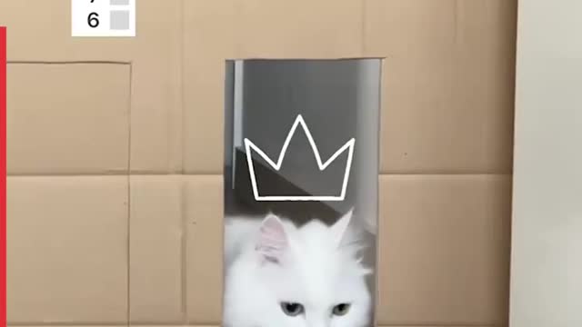 This lad tests his cats with all kinds of Challenges 🐱🐱🐱🐱