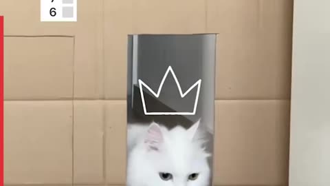 This lad tests his cats with all kinds of Challenges 🐱🐱🐱🐱