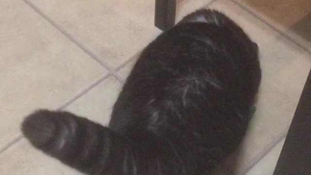 Cat eating wasabi