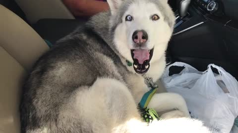 Stubborn husky want to sit in first sit of car