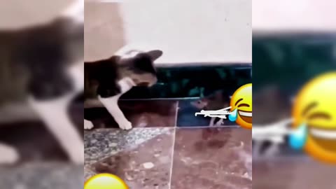 Cat Slapping A Rat🤣🤣