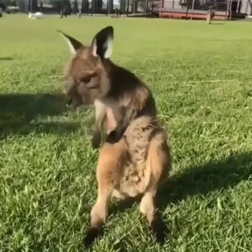 Kangaroo Animal In Family Training Exercise IN Morning Day