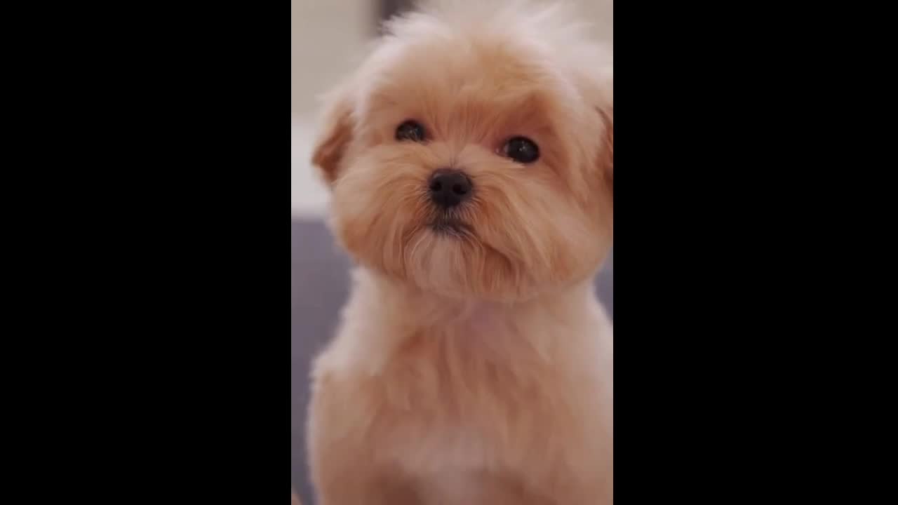 dog who wants to be handsome 2