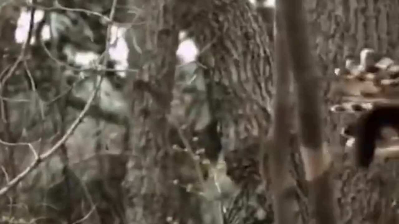 eagle attack .must watch