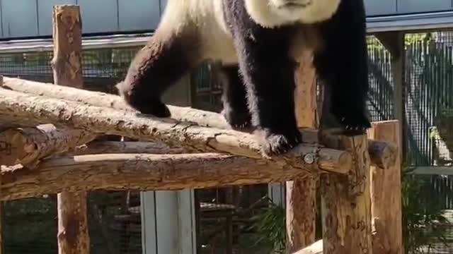 The giant panda in the tree