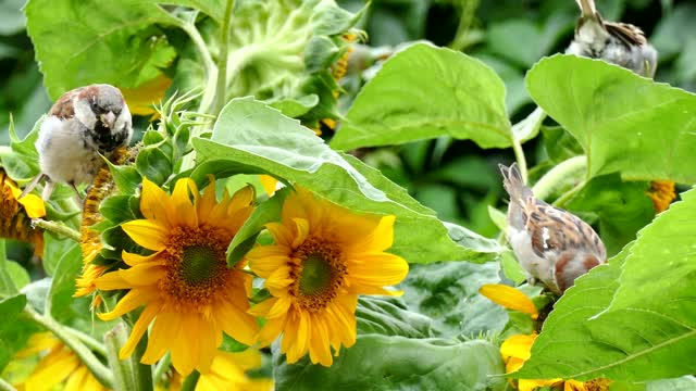 Bird eat sun flowers