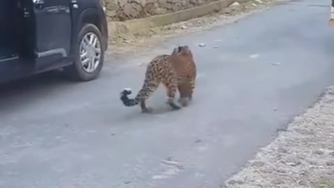 Leopard in Public - Dangerous Wild Animal - Himachal - India