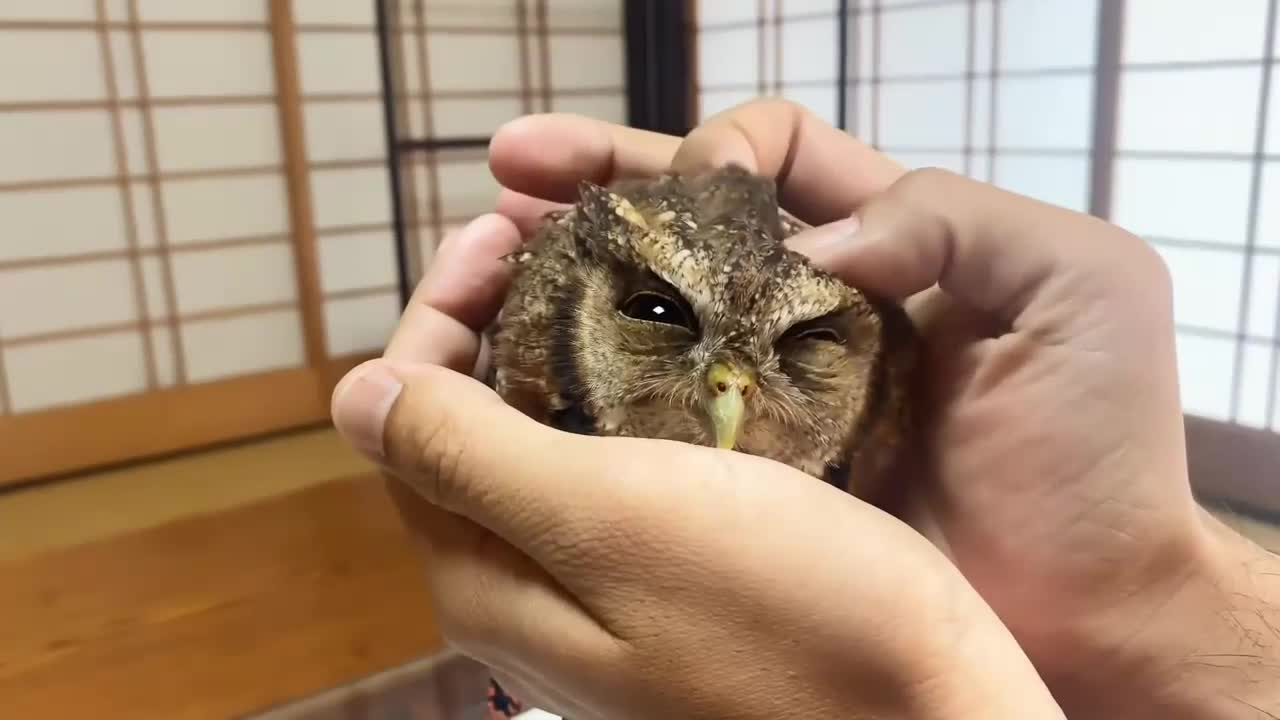 Petting little Owl