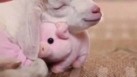 The lamb likes its toys very much