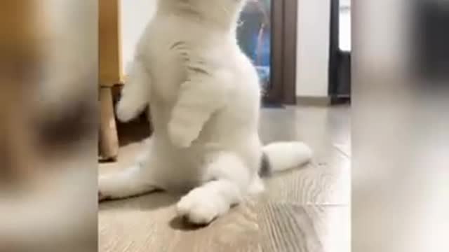 Funny Cats try not to laugh 😹😹 _ funniest cat videos