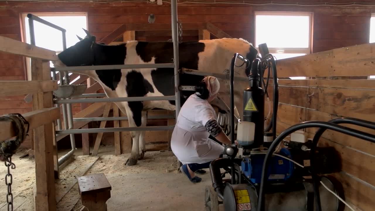 Milking a cow at small dairy farm. Cow connected to modern milking machine. Organic milk production