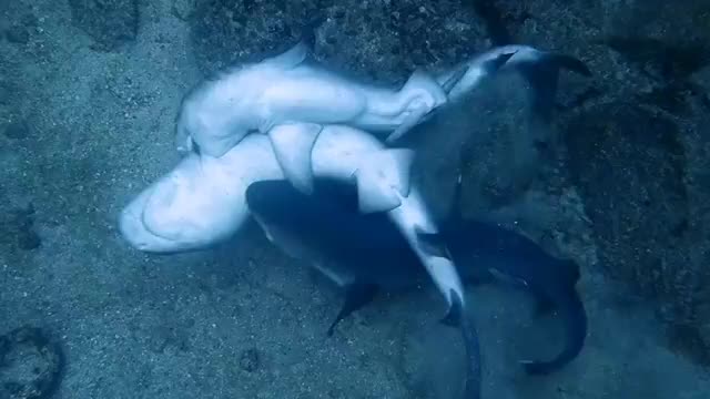 Fish in the sea world