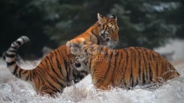 Two siberian tigers (Panthera tigris altaica) playing together in the frozen grass