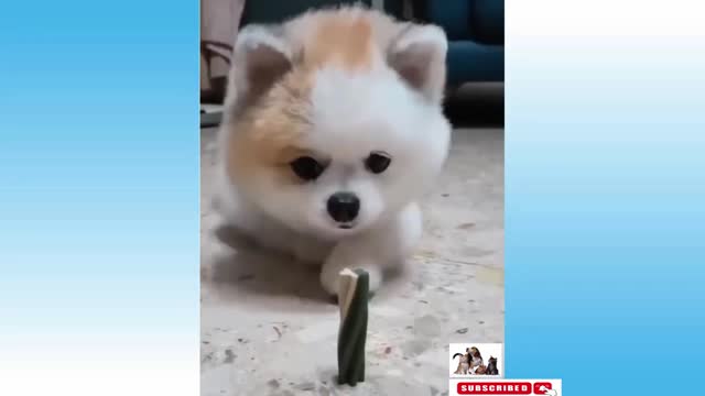 Funniest Animals - Best Of The 2022 Funny Animal Videos #8