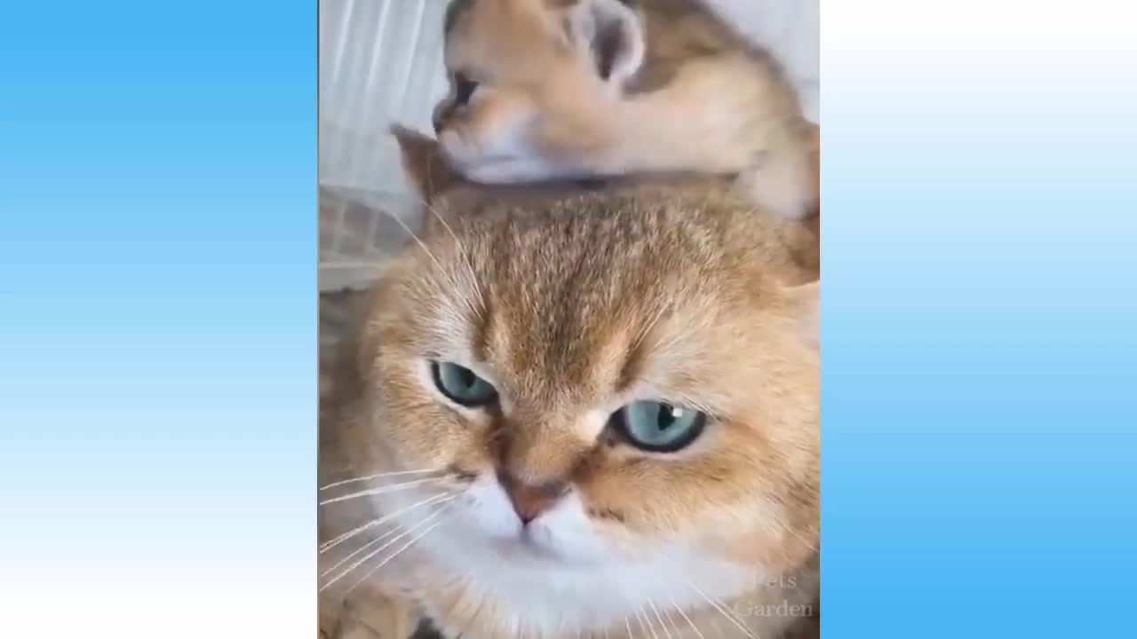 Funny Animals Compilation 3 💗 Pets Garden