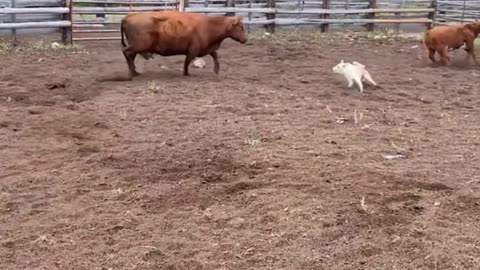 Crazy Cow