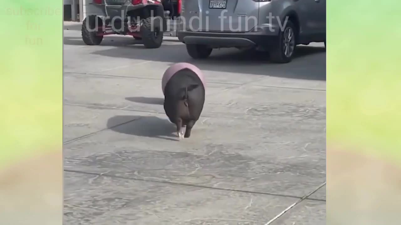 "Laugh Out Loud: Hilarious Cat-Dog Shenanigans Compilation!"