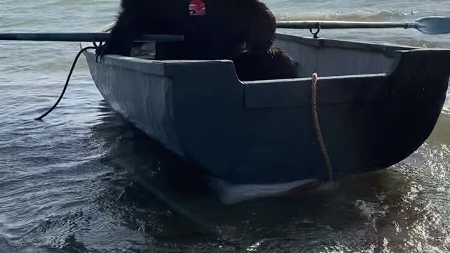 Archie the Brown Bear Rows His Boat