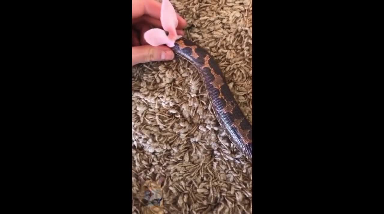 Funny snake