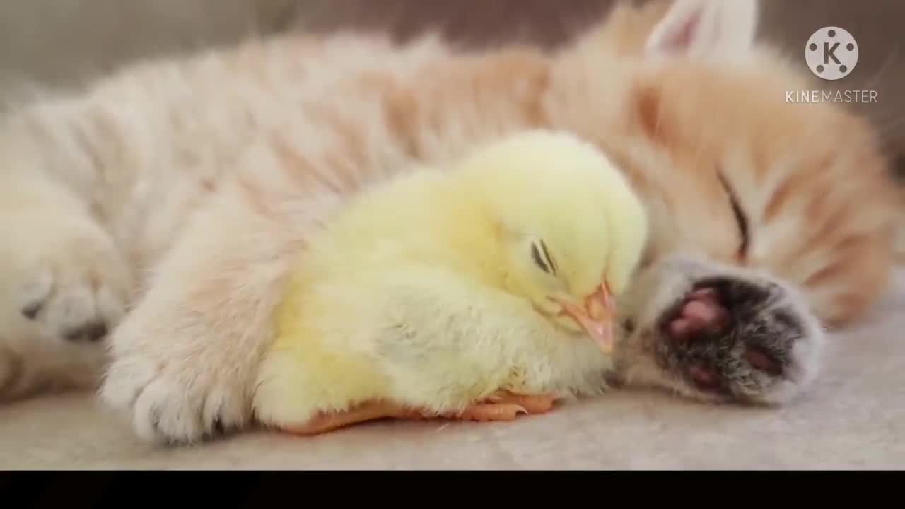 Cute cat sleep with cute chicken baby