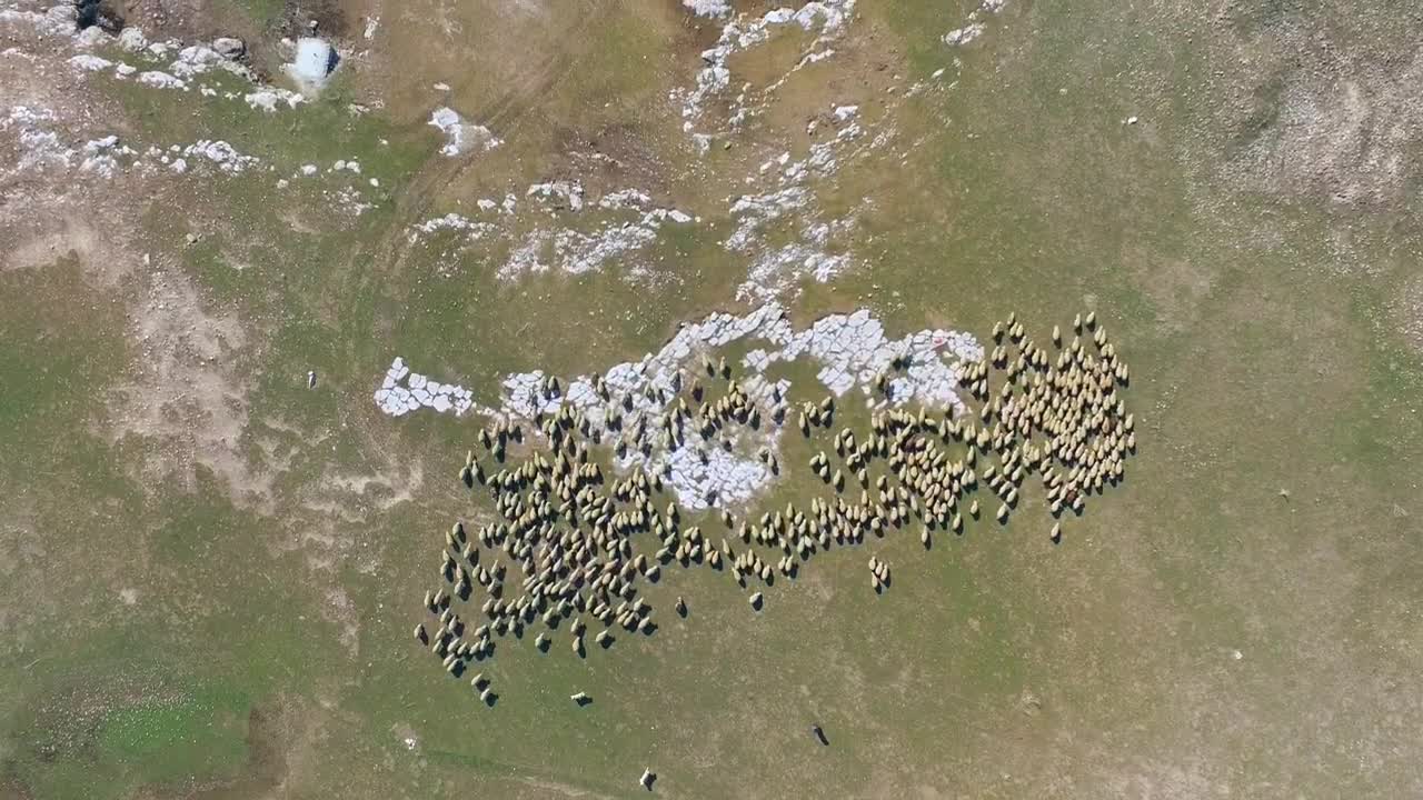 Aerial view of a sheep herd