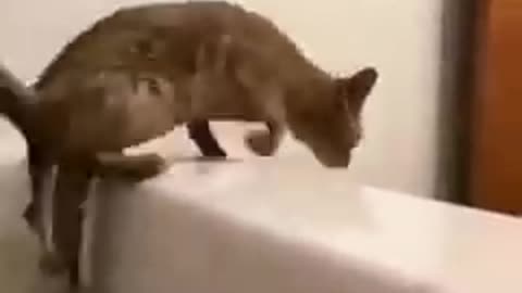 Funny animals best of 2022 must watch 😂😂