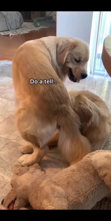 Dog, how does this smell?