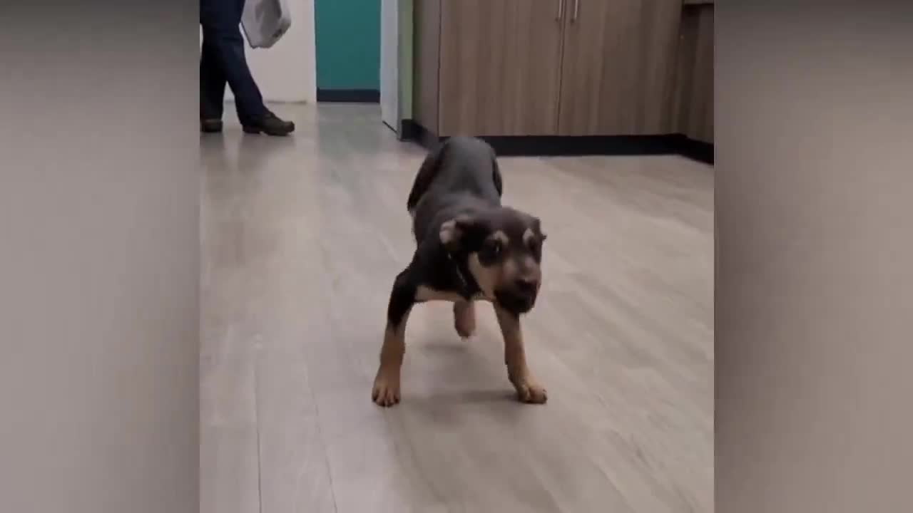 Funny Dog Dancing