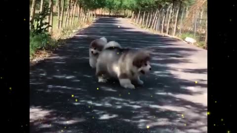 Three cute puppies doing the same thing