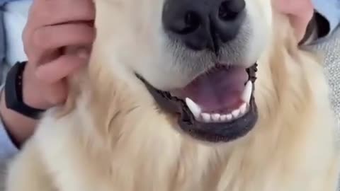 The Golden Retriever enjoys life