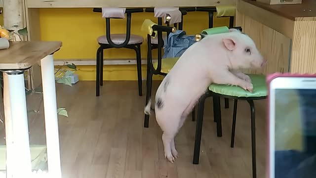 Mini pig, a cafe mascot