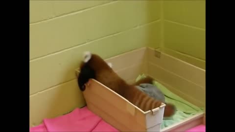 Adorable cute Red Panda 2