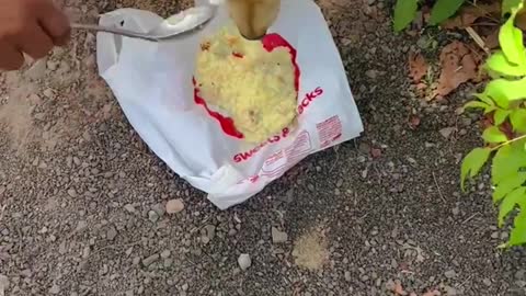 A women is feeding street dog