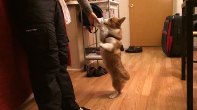 Dog shows off remarkable balancing skills