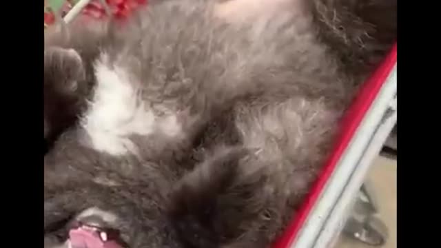 Cute baby animals Videos Compilation cute moment of the animals - Dog and Cat SOO Cute #101