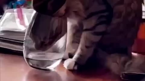 Funnycats&dogslol!!! 😂😻