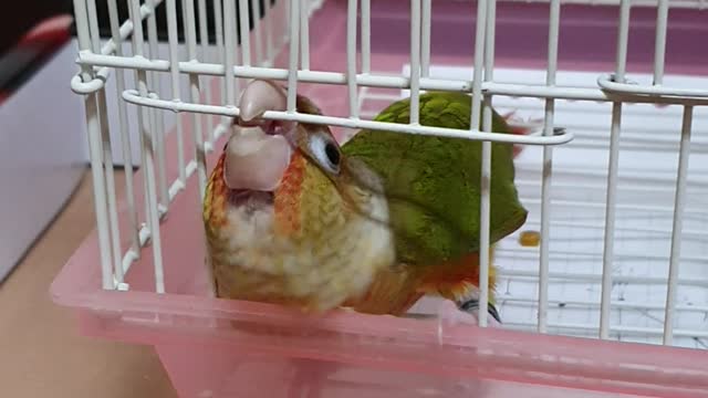 Crafty Bird Finds Way Out of Cage