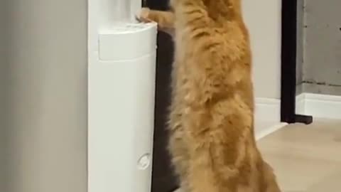 Funny animal