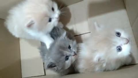 cute kittens