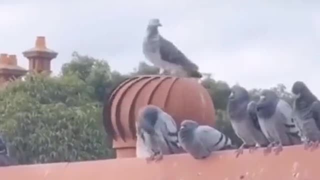 Dove on the carousel. Funny and clever animals. Nature