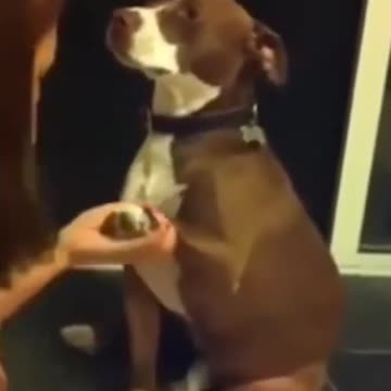 😍Cute Dramatic Dog