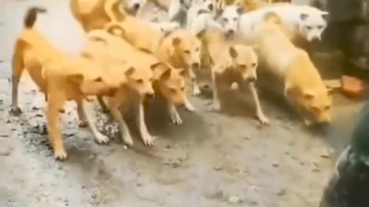 One cat 🐈 vs 10 dogs 😹🐶 fight 😅