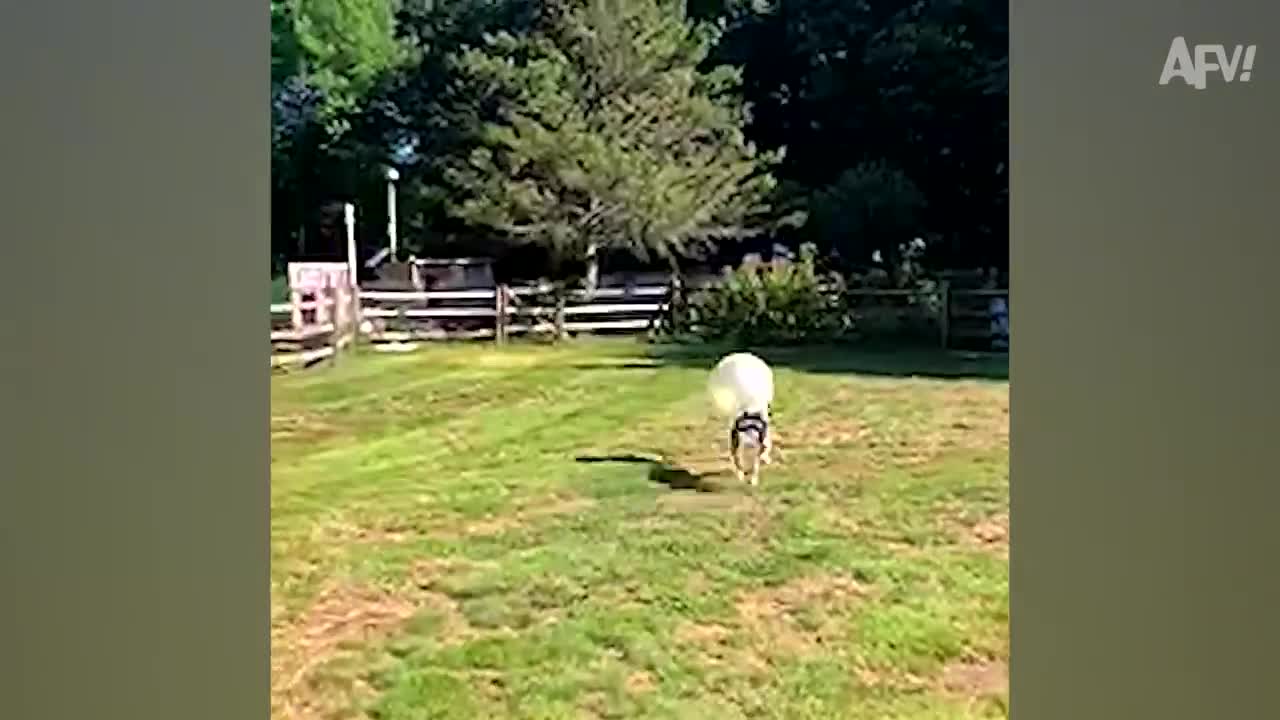 Failing on FOUR PAWS! 😂🐶 | Funny Dog Fails | AFV 2021
