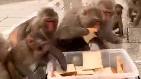 Cute Monkeys Taking Bread