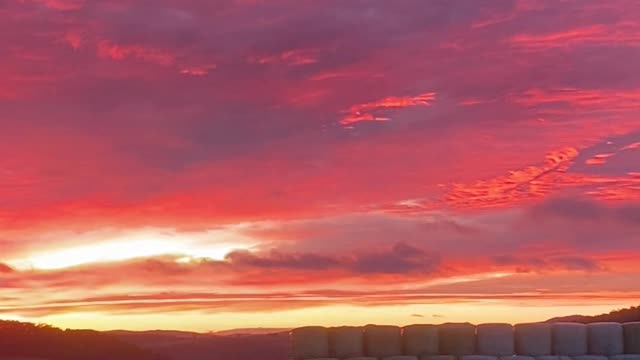 Cows Grazing During Colorful Sunrise