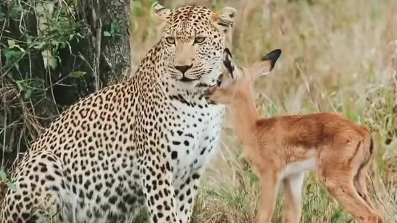 dangerous leopard cute video