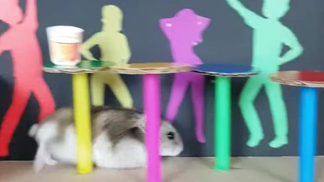 Hamster in the Club!🐹😎 #hamster #maze #foryou @slickbartender @raye @joelcorry @davidguetta