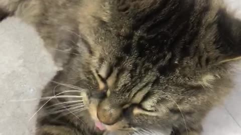 A dog-like cat rubbing