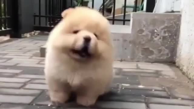 Chubby puppy is cute