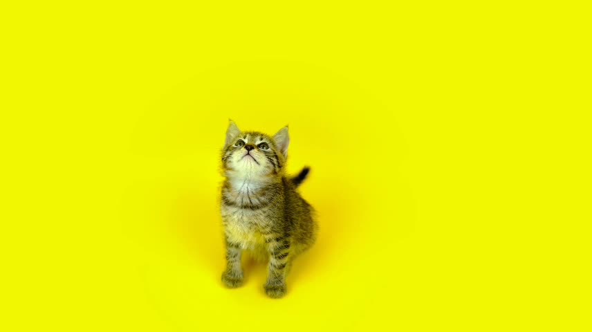 yellow cat anime/yellow cat very funny/yellow cat dancing/yellow cat